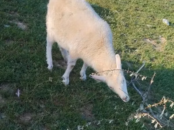 Ziege, Russian White goat