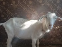 تيس, الماعز — الصورة 4