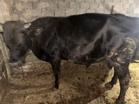 Bulle, Aberdeen-Angus — Foto 1