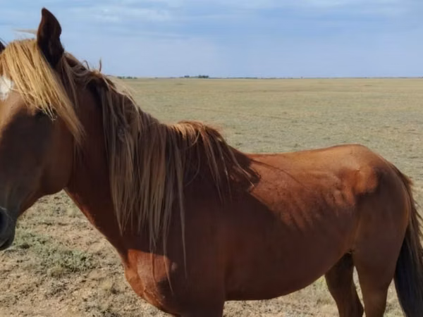 Aygʻir, Kazakh horse