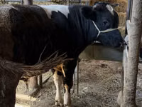 Bulle, Russian Black pied cattle — Foto 6