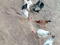 Chickens — Foto 3