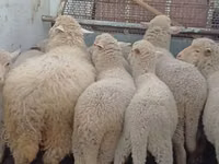 Schaf, Merino sheep — Foto 3