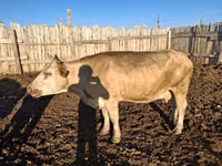 بقرة, Russian Black pied cattle — الصورة 3