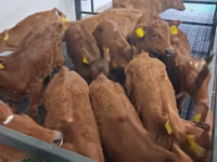Bulle, Simmental cattle — Foto 1