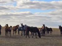 Yegua, Horse breed — foto 1