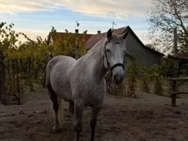 Mare, Horses