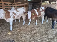 सांड, Simmental cattle — फ़ोटो 4