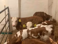 ثور, Simmental cattle — الصورة 5