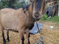 Ziege, Alpine goat — Foto 1