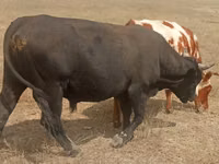 Buqa, Aberdin – Angus — 1-rasm
