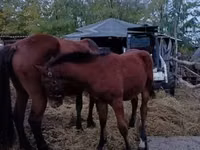 公马, Horses — 照片 2