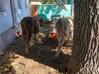 Bulle, Simmental cattle — Foto 8