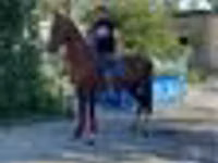 Hengst, Arabian horse — Foto 4