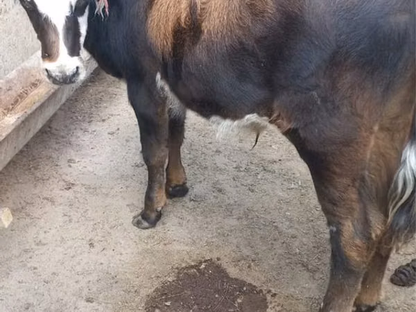公牛, Cattle — 哈萨克斯坦