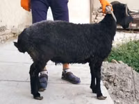 Schaf, Arabi sheep — Foto 2