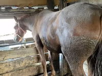 母马, Horses — 照片 3