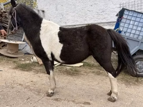 Mare, Horses