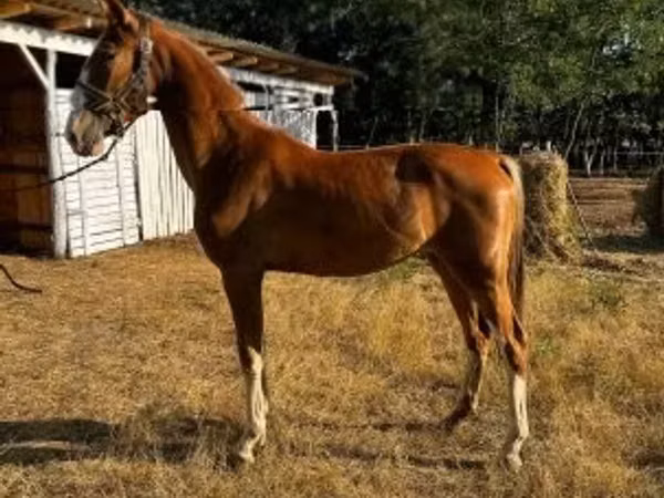 Mare, Dutch warmblood horse