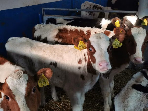 सांड, Simmental cattle