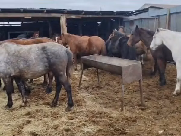 Yegua, Kazakh horse