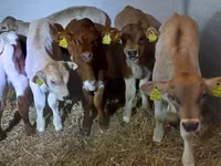 Rinder (Partie, Geschlecht nicht angegeben), Simmental cattle — Foto 4