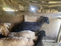 Ram, Sheep — photo 6