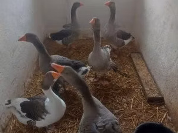Graue und graugescheckte dänische Gans