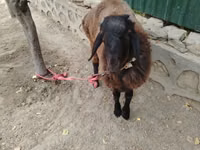 Carnero, Ovejas — foto 1