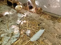 Turkeys — Foto 2