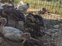 Turkeys — foto 4