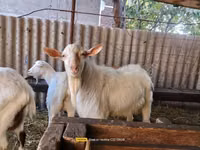 Cabro, Saanen goat — foto 1