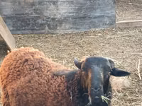 Qoʻchqor, Romanov sheep — 6-rasm