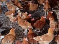 Chickens — foto 1