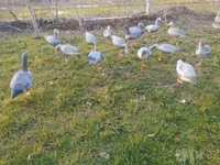 Geese — Foto 3