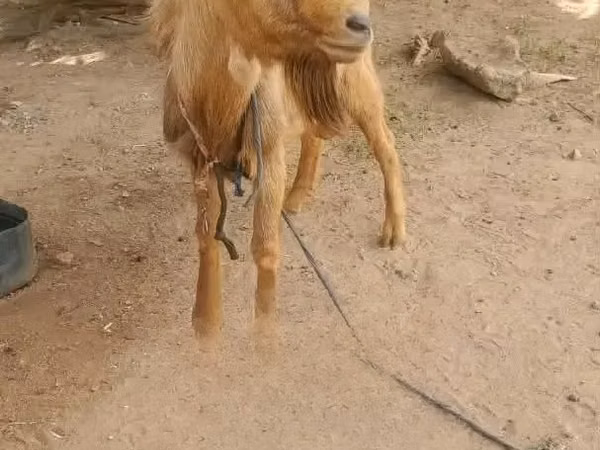 बकरा, बकरियाँ