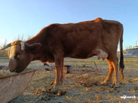Vaca, Ganado vacuno — foto 2