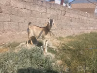 عنزة, الماعز — الصورة 5