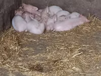 Säue, Schweine — Foto 3