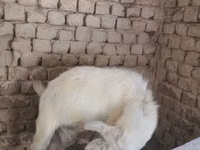 母山羊, Alpine goat — 照片 4