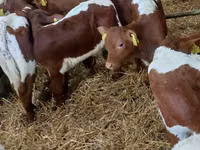 Bulle, Simmental cattle — Foto 3