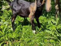 Ziege, Nubian Goat — Foto 3