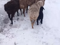 Schaf, Hissar sheep — Foto 3