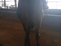 母牛, Alatau breed — 照片 3