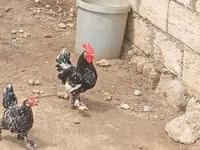 Japanese Bantam — photo 3