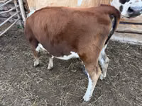 Rinder (Partie, Geschlecht nicht angegeben), Simmental cattle — Foto 1