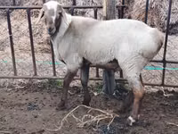 كبش, الأغنام — الصورة 3