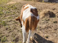 Toro, Simmental cattle — foto 2