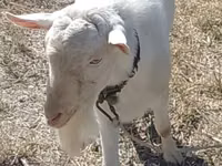 Ziegenbock, Saanen goat — Foto 2