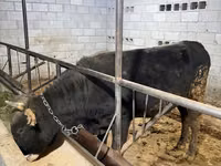 Bulle, Swiss cattle — Foto 2